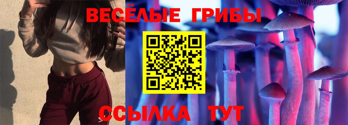Галлюциногенные грибы Psilocybe Зеленогорск
