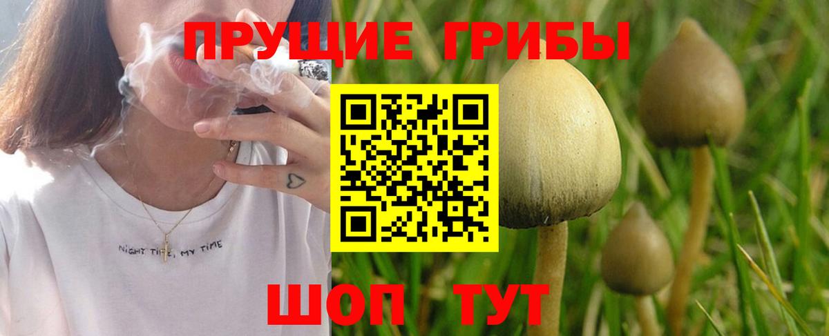 Зеленогорск  Псилоцибиновые грибы Magic Shrooms  купить наркотики сайты  Псилоцибиновые грибы прущие грибы  Вход с VPN 
